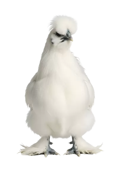 Imagen PNG para descargar